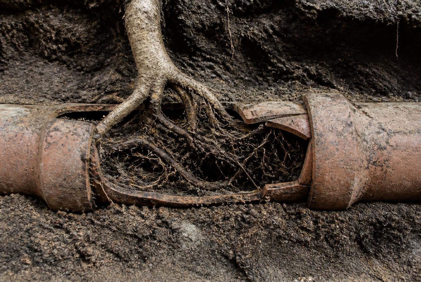 Tree roots growing through a fractured section of old clay sewer pipe with soil visible around it